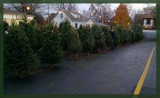 Tree sales lot